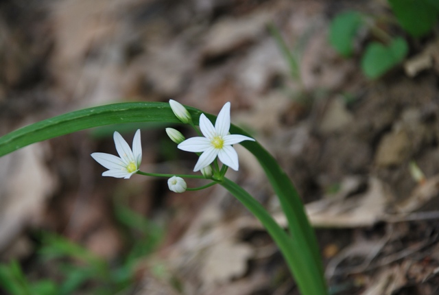 Allium pendulinum